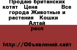 Продаю британских котят › Цена ­ 30 000 - Все города Животные и растения » Кошки   . Алтай респ.